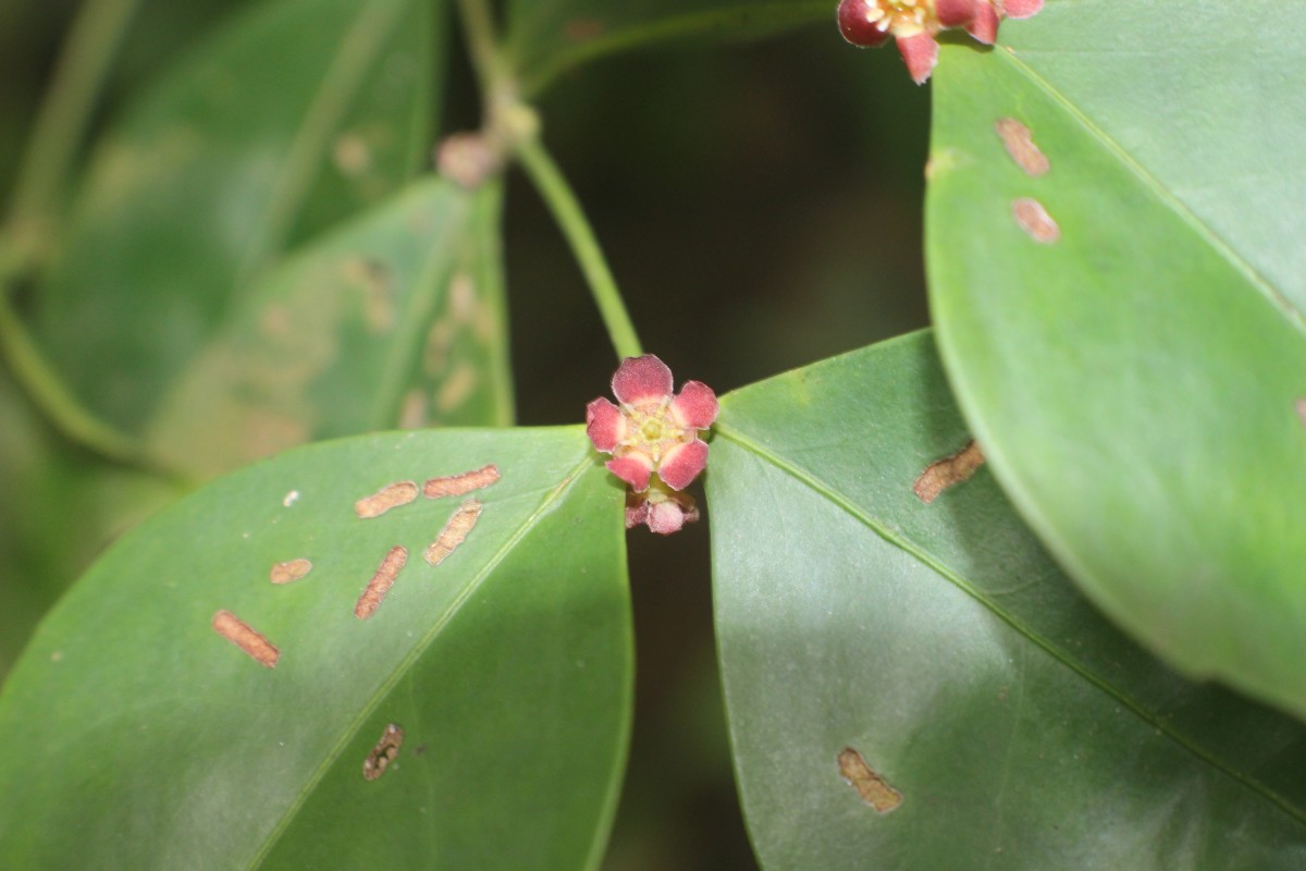 Euonymus walkeri Wight